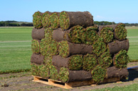 Grass farmed locally - SA