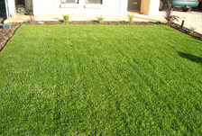 lawn delivery kikuyu - grown local