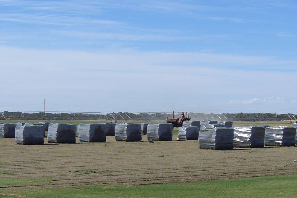 Fresh turf rolls at Brook Turf farm