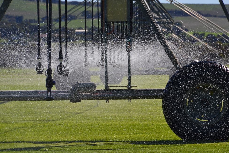 Fresh instant turf growing at Brook Turf farm