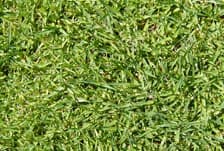 Dwarf Kikuyu instant turf