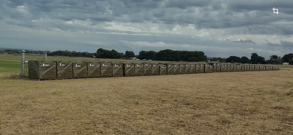 Pallets of fresh instant lawn slabs lined up on the Brook Turf farm, ready for delivery